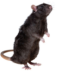 black-rat